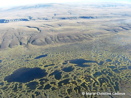 Aerial view of the tundra in summer