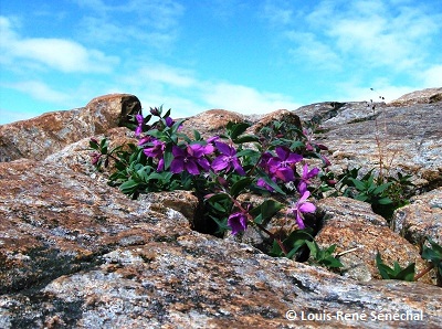 Dwarf Fireweed