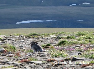 Lièvre arctique durant l'été