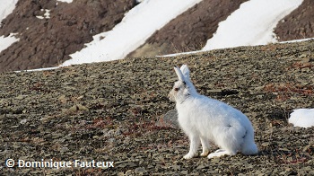 Arctic Hare