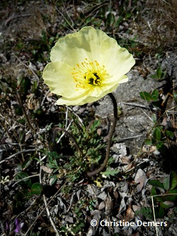 Iceland Poppy