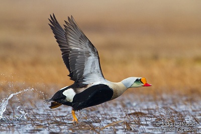 King Eider