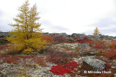 Des mousses et lichens poussant près de mélèzes dans le sud de la toundra