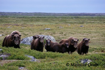 Muskoxen