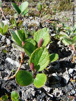 The Net-veined Willow, a dwarf Arctic willow