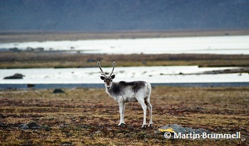 Arctic Tundra