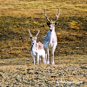 Caribou de Peary