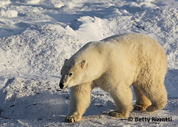 Polar Bear