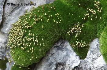 Porsild's Bryum