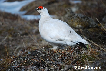 Lagopède alpin en plumage hivernal