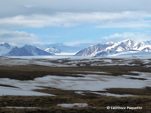 Tundra on Bylot Island, Nunavut