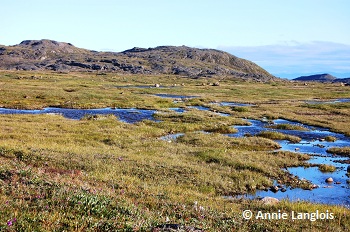 Canada's arctic tundra