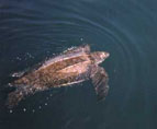 Leatherback Seaturtle