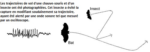 Trajectoire de vol d'une chauve-souris