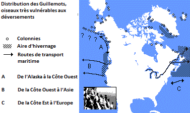 Distrubtion des Guillemots