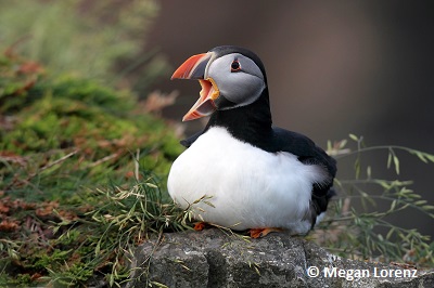 Atlantic Puffin nesting