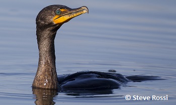 Cormoran à aigrettes