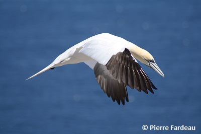 Northern Gannet