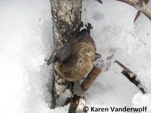 La petite chauve-souris brune