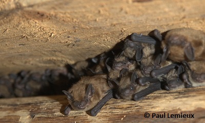 La petite chauve-souris brune