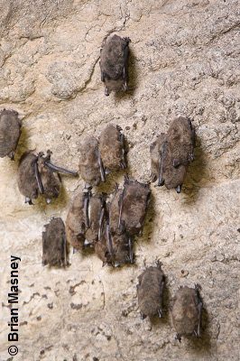 Petites chauves-souris brunes en hibernaculum