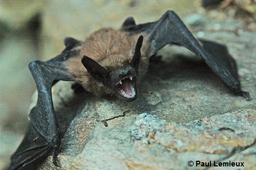 La petite chauve-souris brune