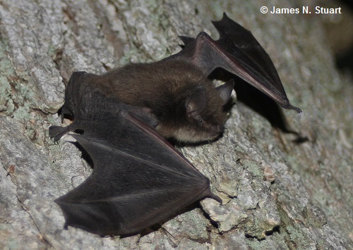 La petite chauve-souris brune