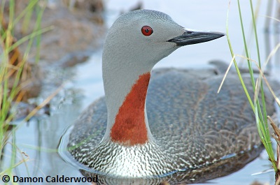 Red-throated Loon