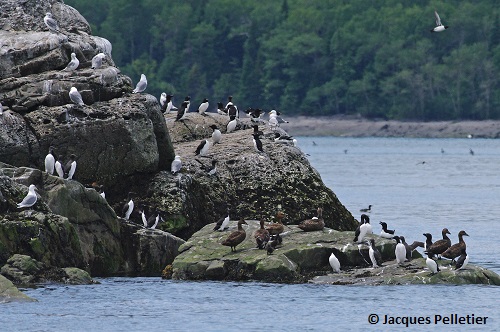 Plusieurs espèces d'oiseaux marins en colonie