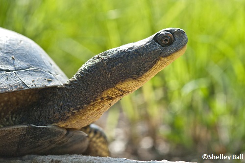 Blandings Turtle