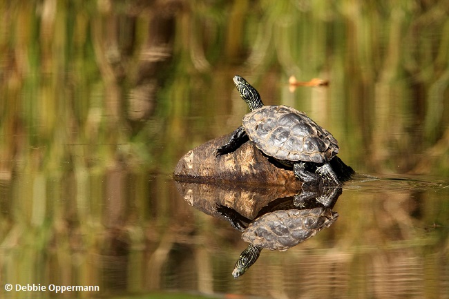 Map Turtle