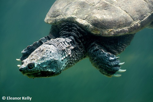 Snapping Turtle