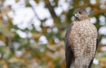 Sharp-shinned Hawk, Cooper's Hawk, and Northern Goshawk