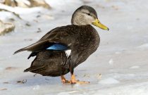 American Black Duck