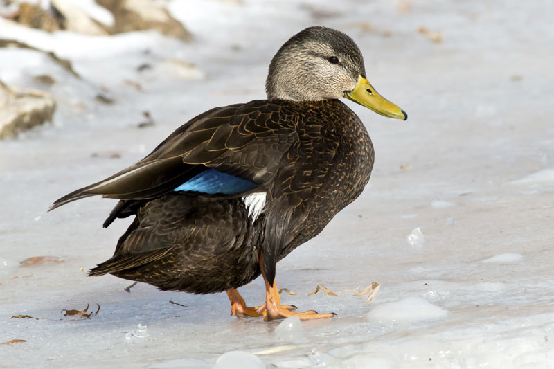 Le Canard noir