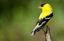 American Goldfinch