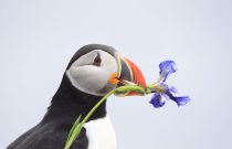 Atlantic Puffin