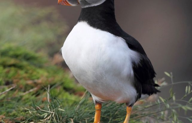 Atlantic Puffin