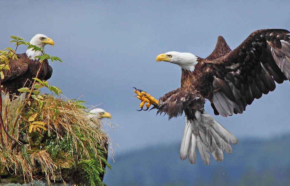 Bald Eagle