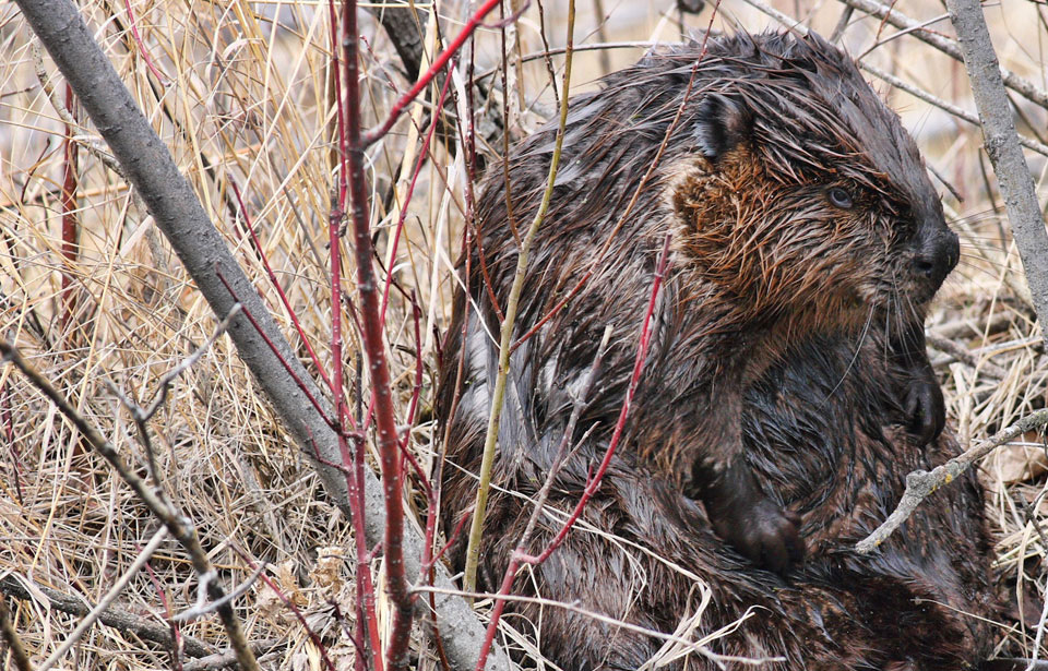 Beaver