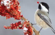 Black-capped Chickadee