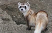 Black footed Ferret