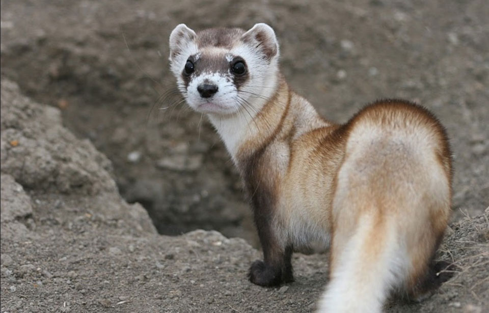 Black footed Ferret