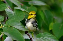 Black throated Green Warbler