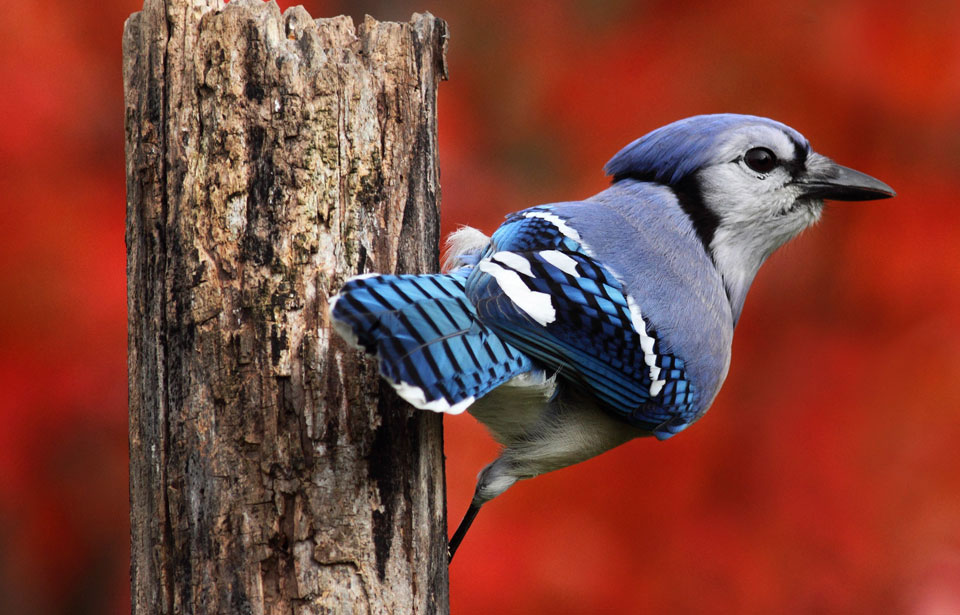 Blue Jay - Hinterland Who's Who