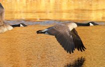 Canada Goose