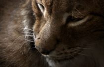 Canada Lynx