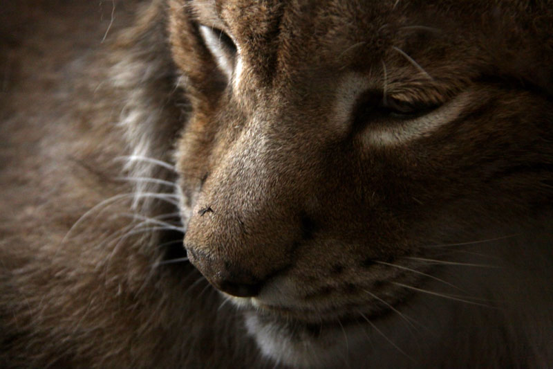 Le lynx du Canada