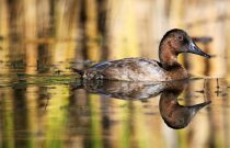 Canvasback