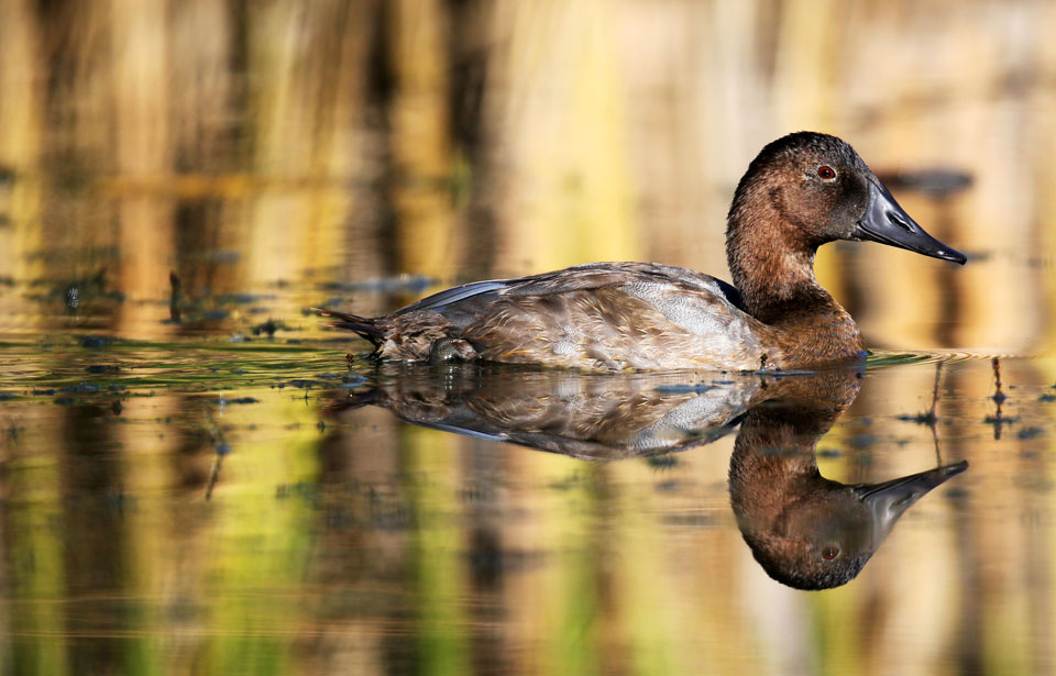 Canvasback